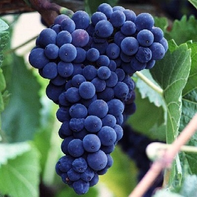 uva-vinificazione1.jpg